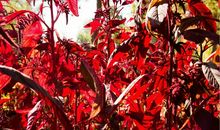 [秋天的童话]家乡的小河_650字