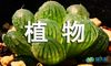 植物的日记作文