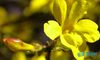 迎春花的诗句