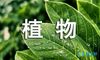 形容植物的排比句