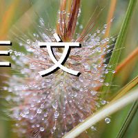 街市小鸡看着200个单词的颜色